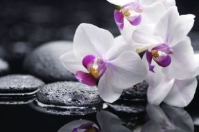Фреска Орхидеи у черных камней у воды