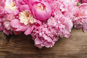 Фотообои Розовые пушистые пионы на деревянной доске
