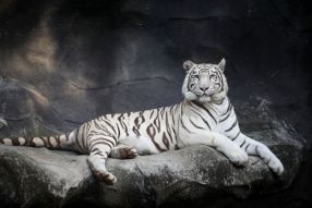 Фотообои Белый тигр отдыхает