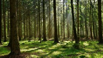 Фотообои Хвойный лес
