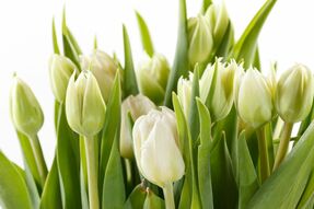 Фреска Букет белых тюльпанов